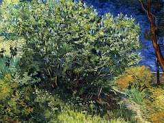 Lilac Bush by Vincent van Gogh