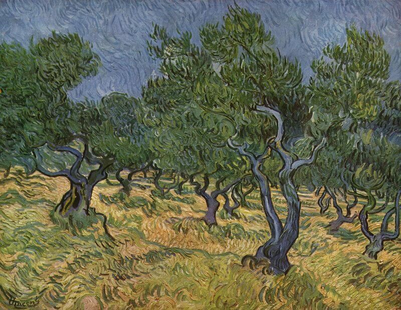 Olive Trees, 1889 by Vincent Van Gogh