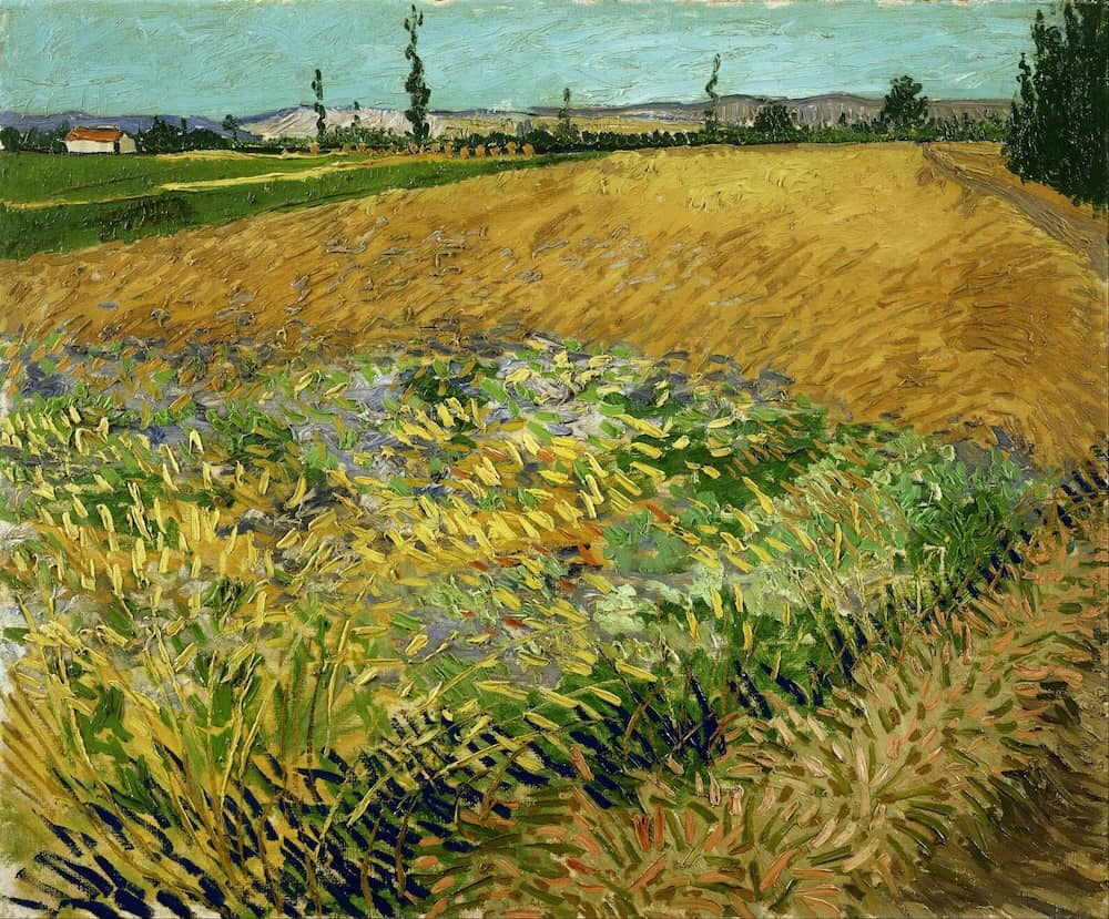 Wheatfield, 1888 by Vincent Van Gogh